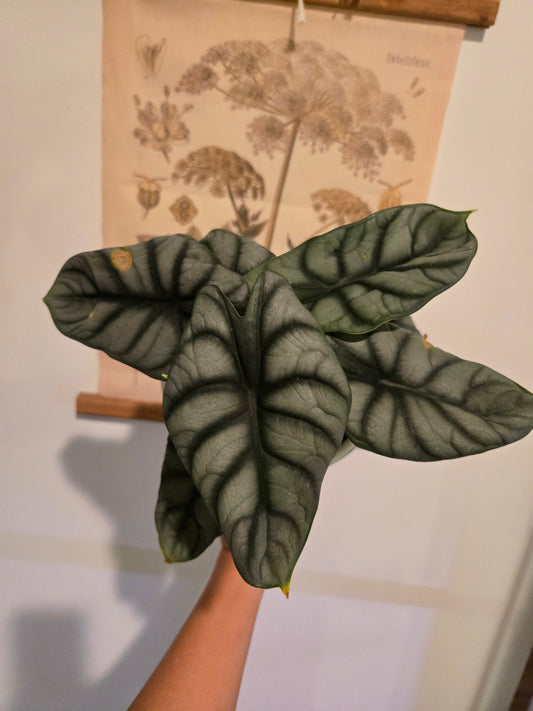 Silver Dragon Alocasia
