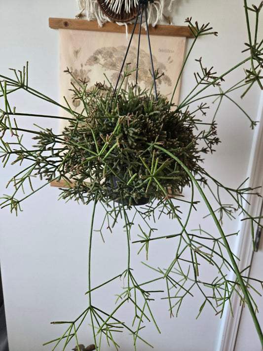 Mistletoe Cactus Hanging Basket