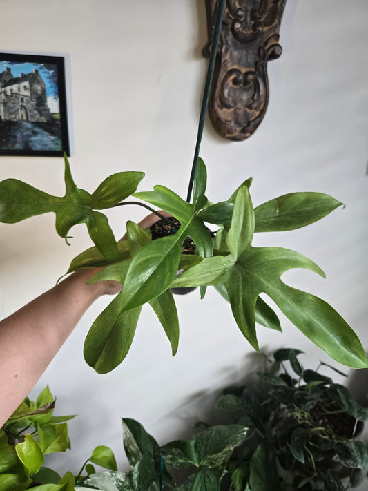 Philodendron Yellow Ghost
