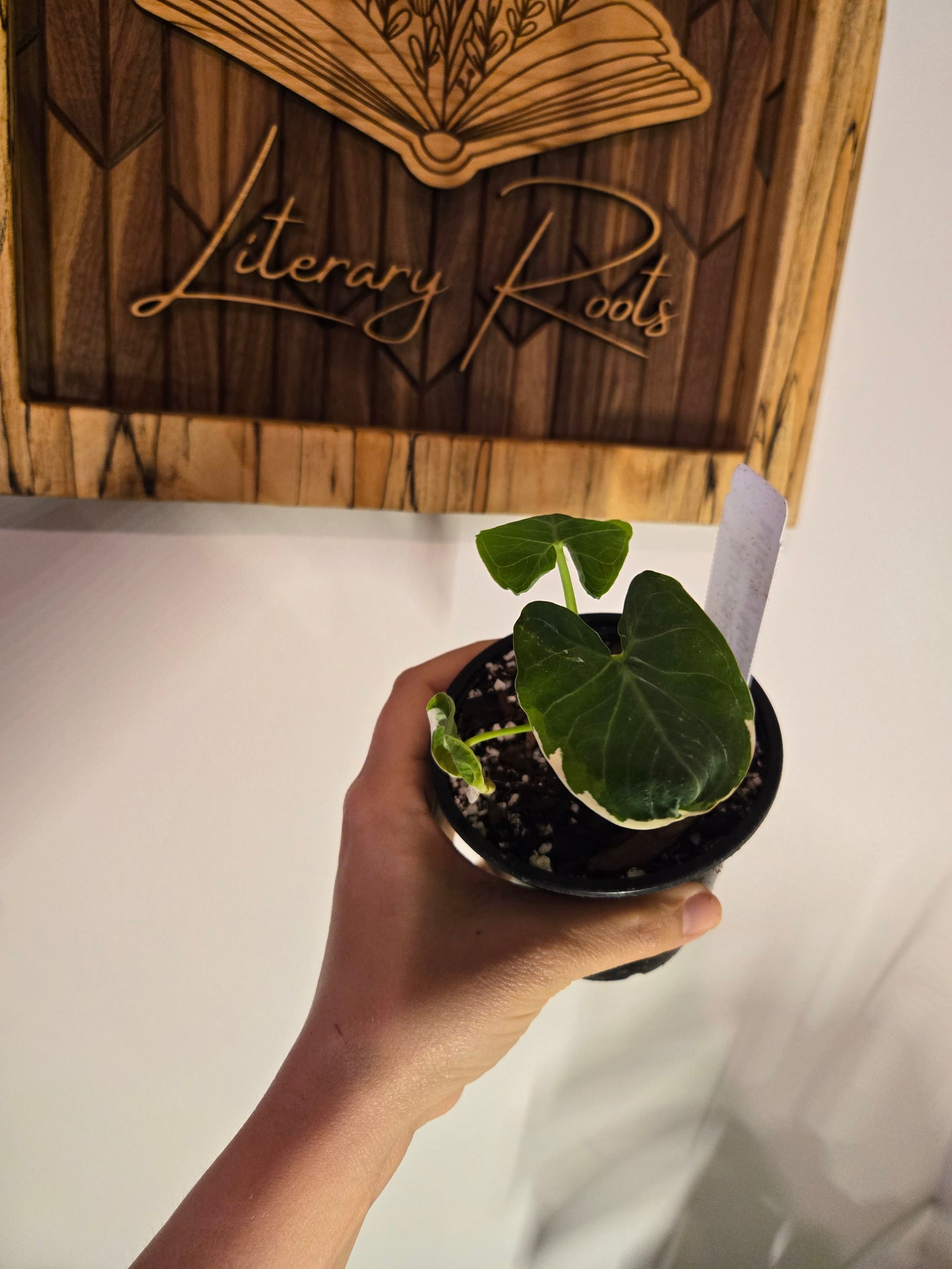 Alocasia Mickey Mouse