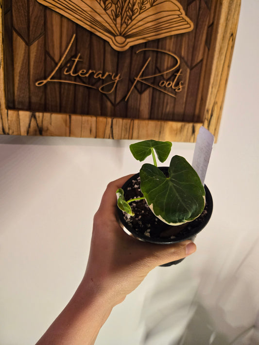Alocasia Mickey Mouse