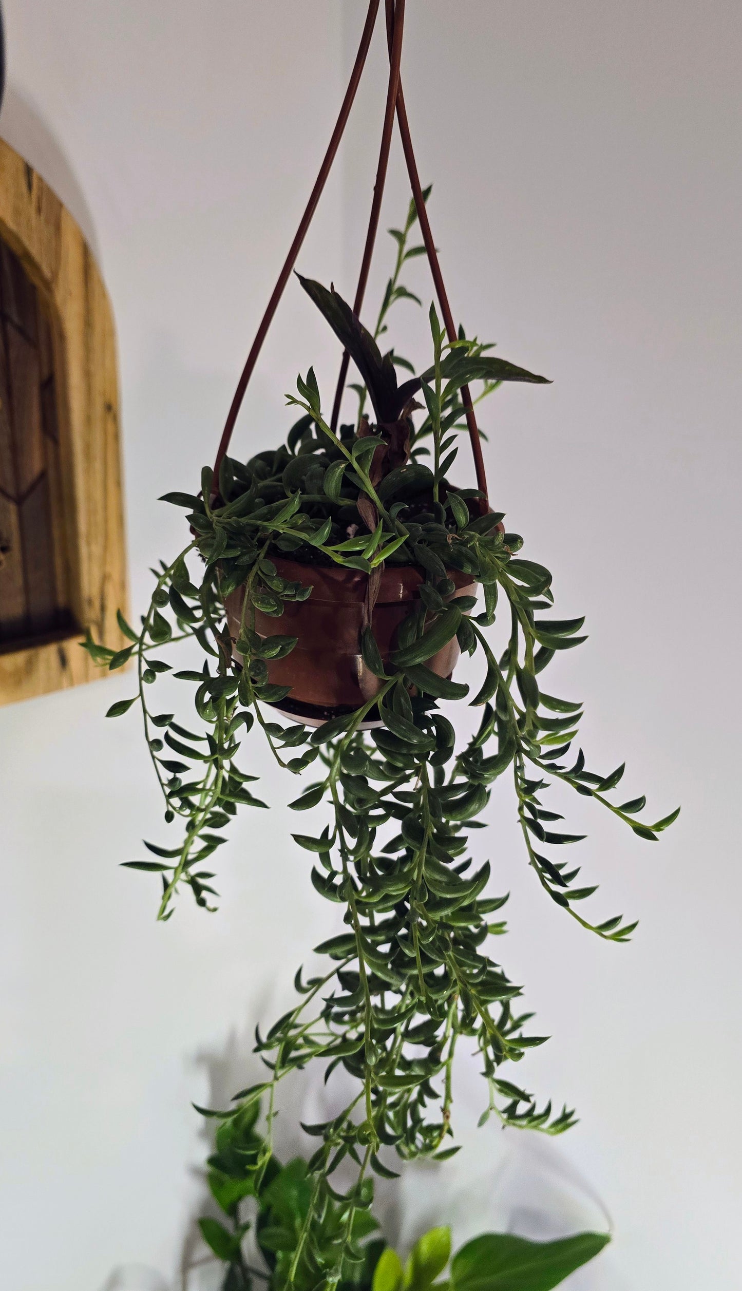 4 in Hanging Basket