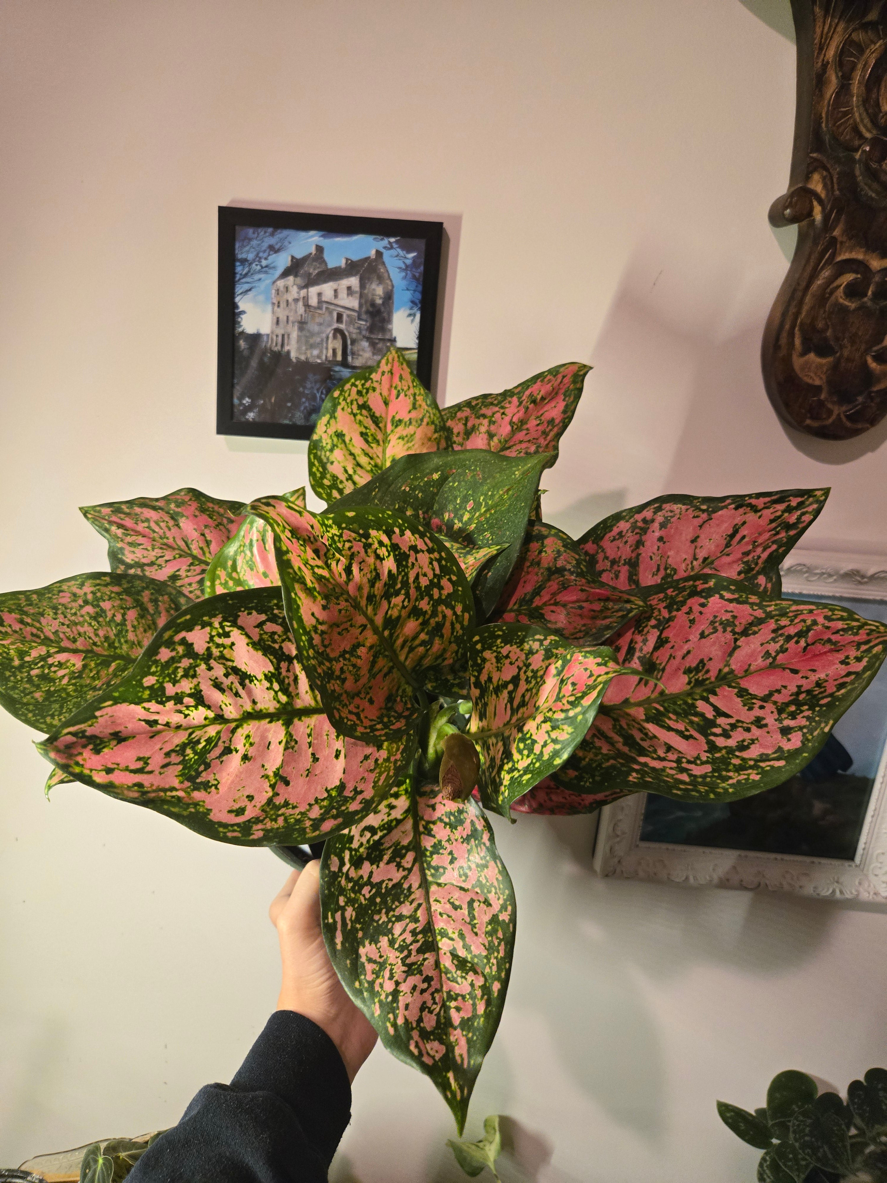 Aglaonema Ruby Red – Literary Roots