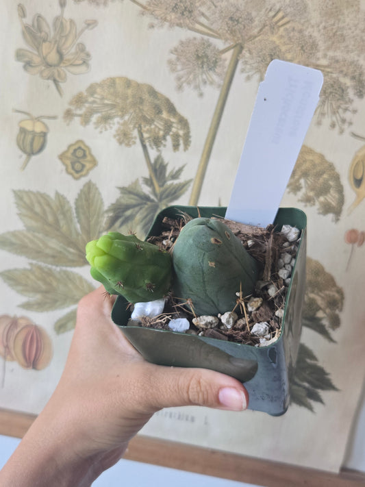 Trichocereus Bridgesii Monstrose/ Penis Cactus