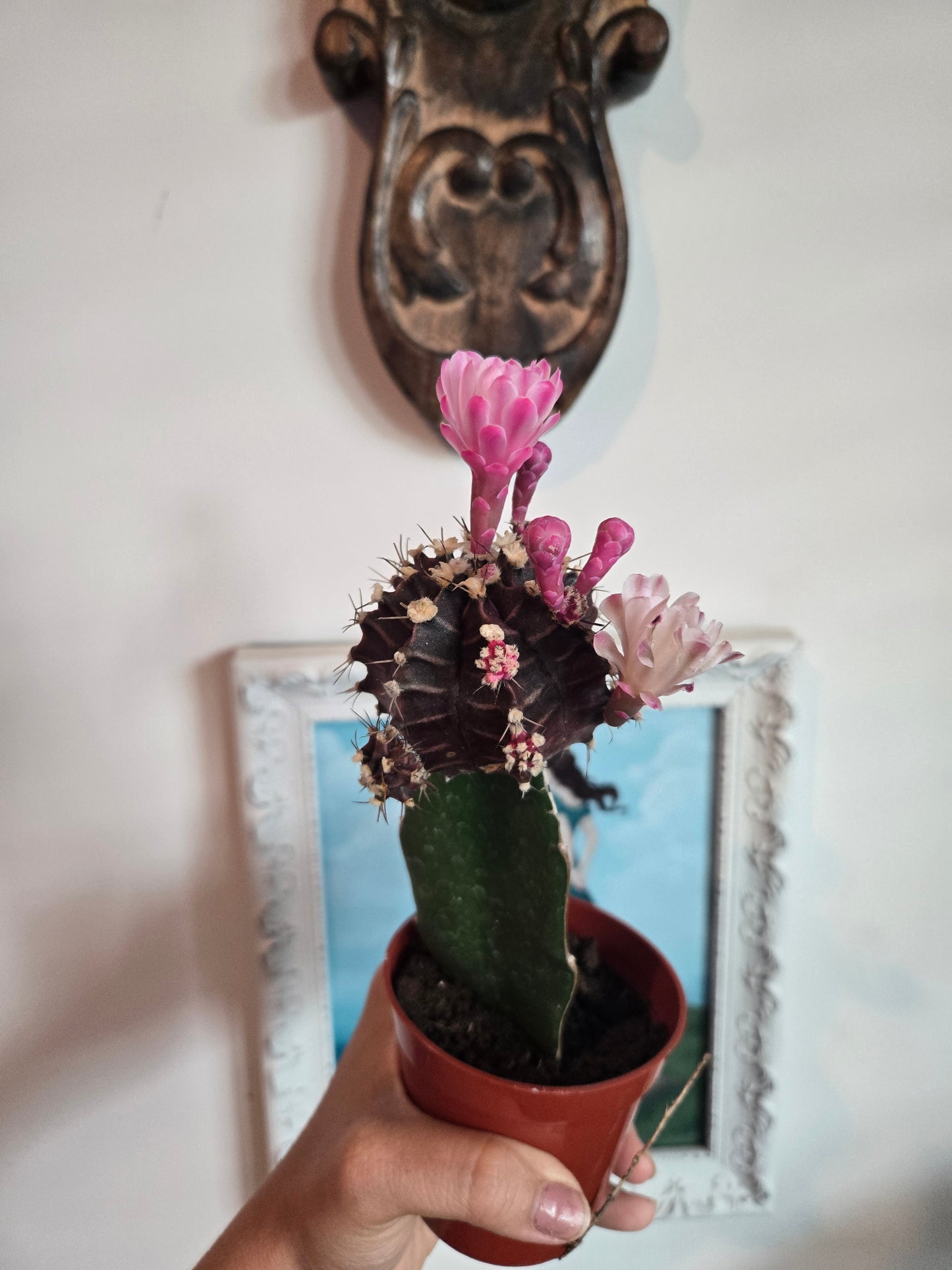 Grafted Cactus Colored