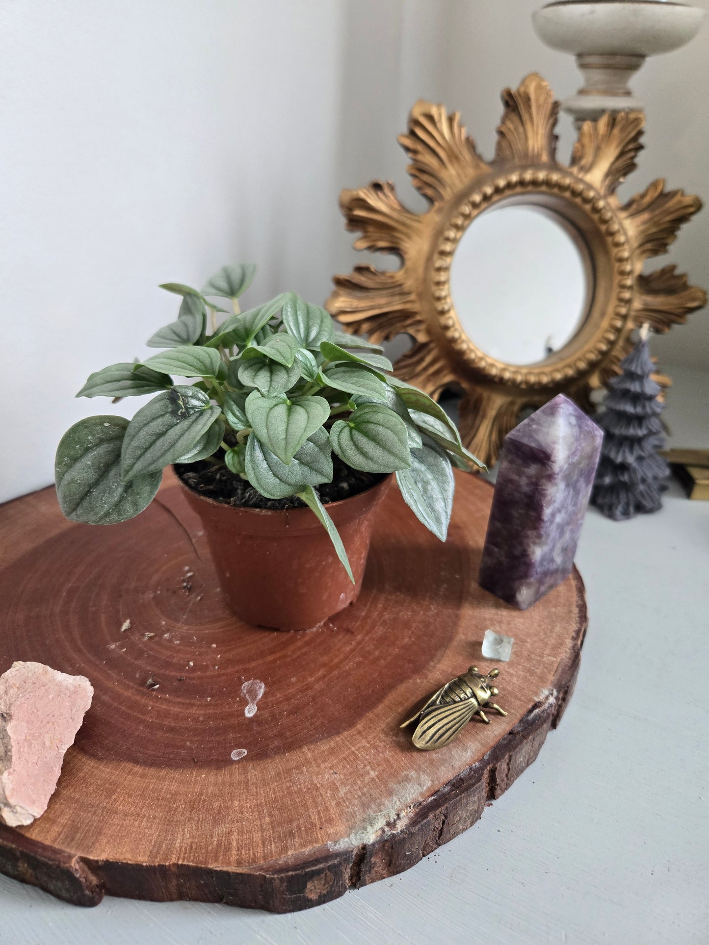 Peperomia Frost
