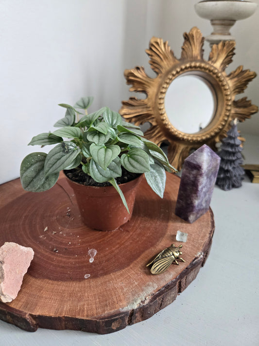 Peperomia Frost