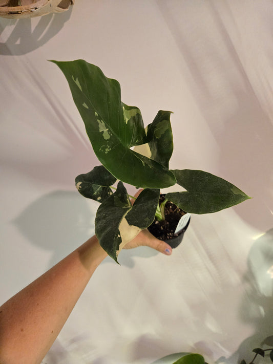 Variegated Alocasia 'macrorrhiza'