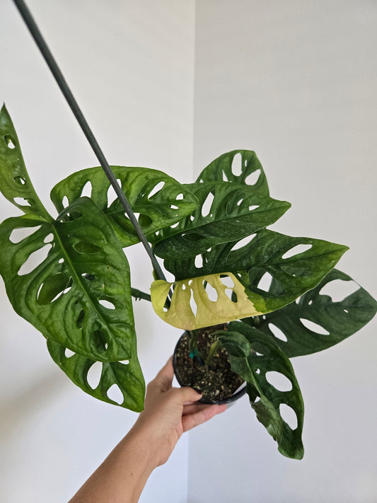 Variegated Swiss Cheese Monstera
