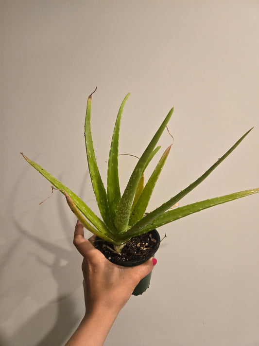 Aloe