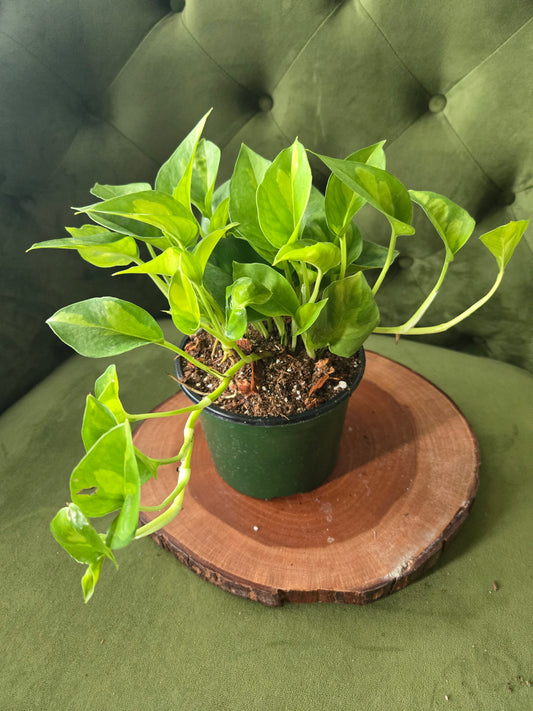 Epipremnum Global Green