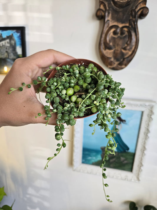 Variegated String of Pearls