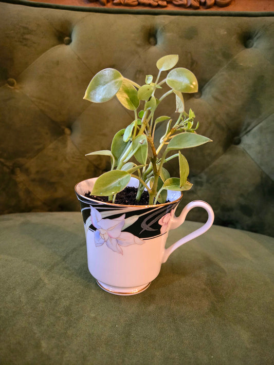 Japanese Tea Cup Plant