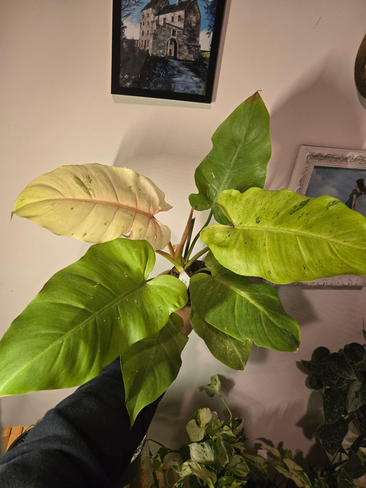 Snow Drift Philodendron