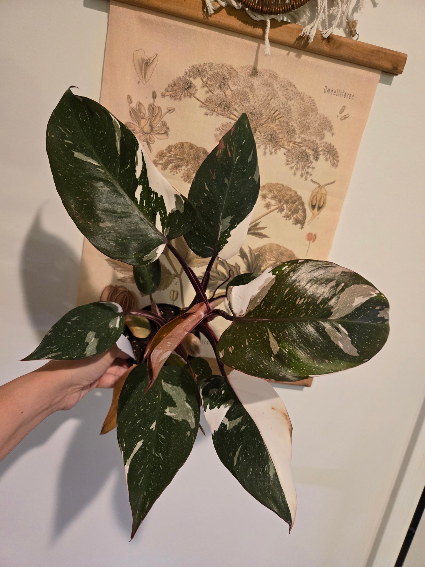 Philodendron Red Anderson 'pink Knight