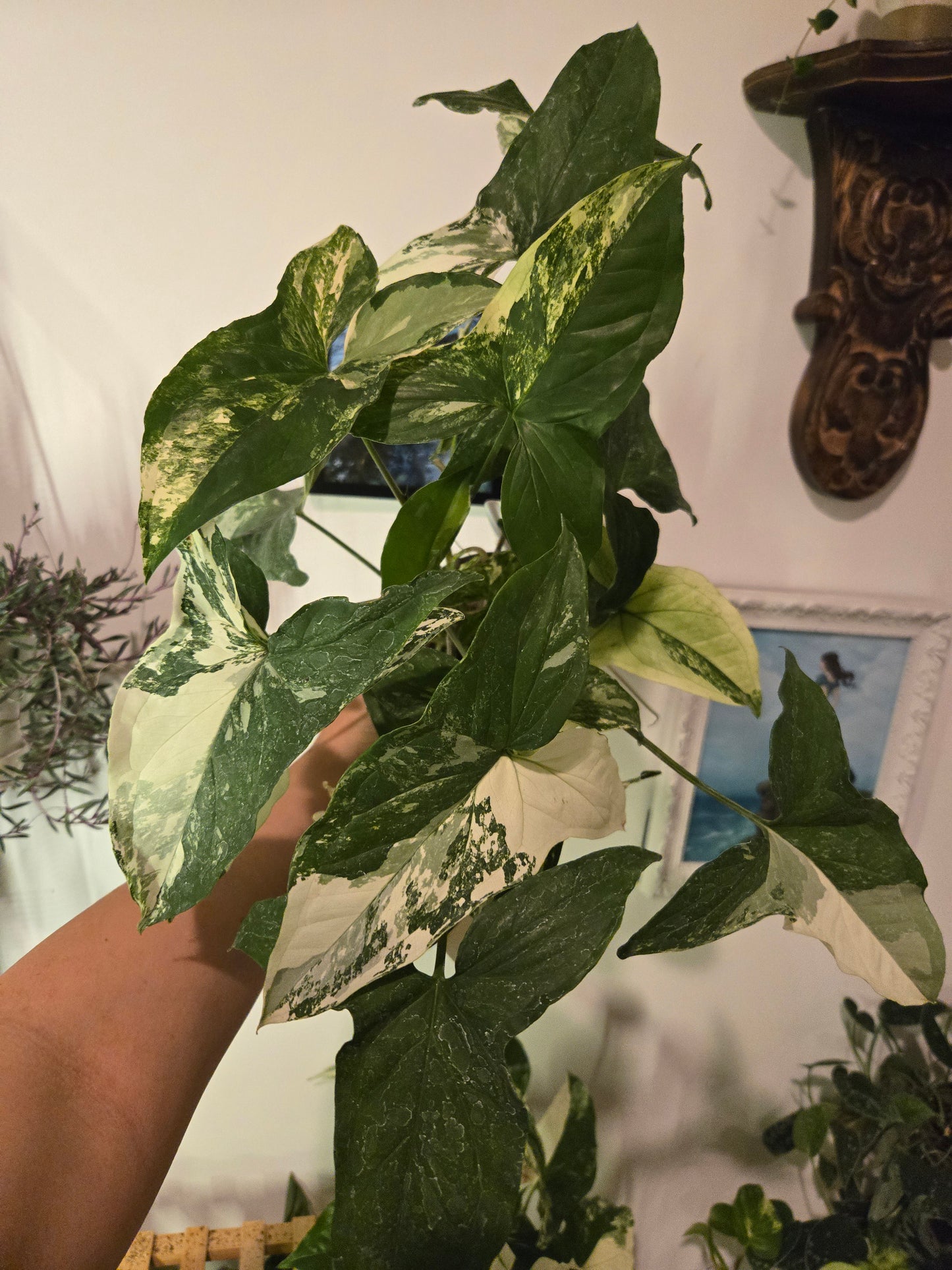 Syngonium French White 5 in