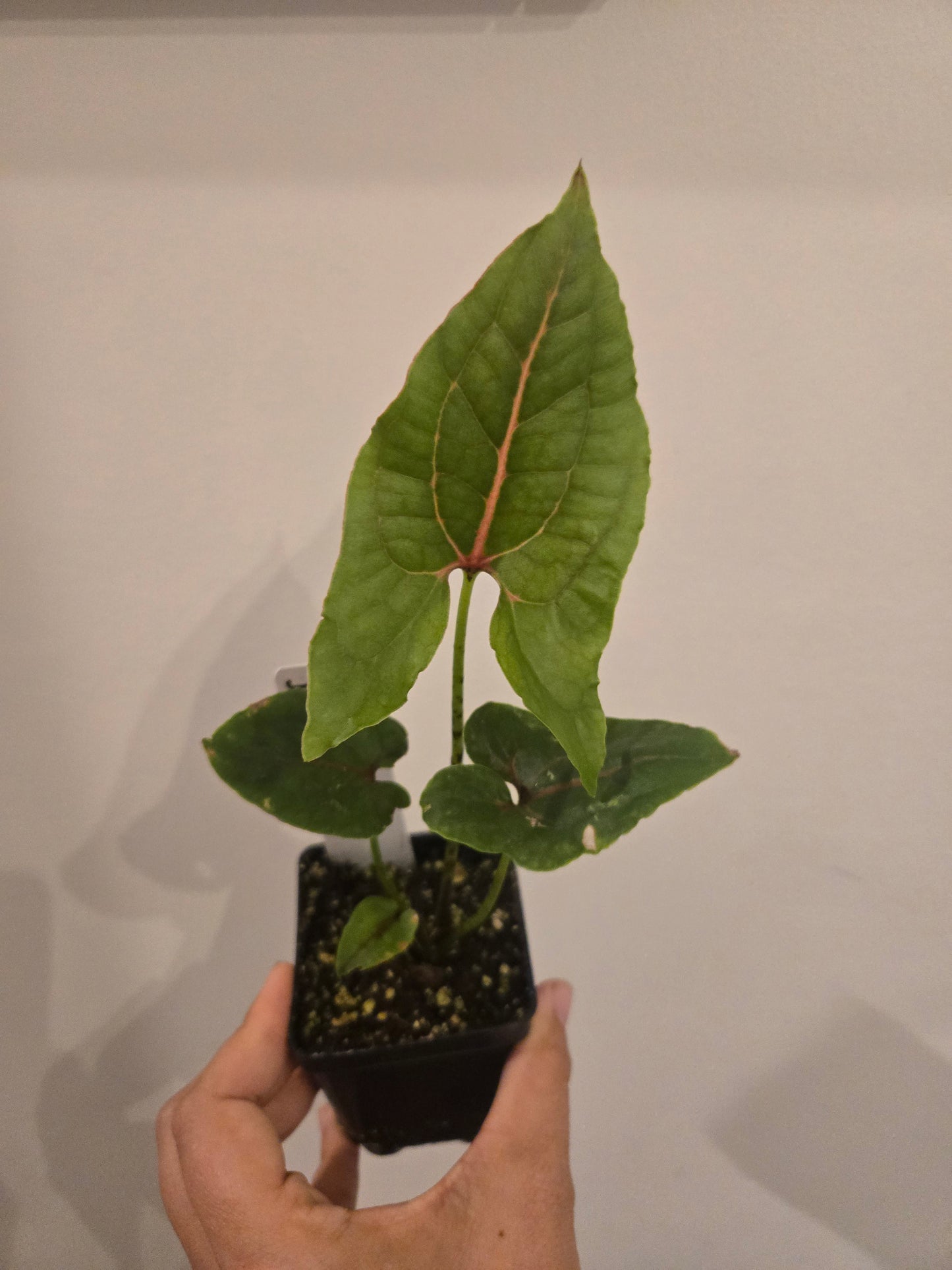 Crytosperma Johnstonii