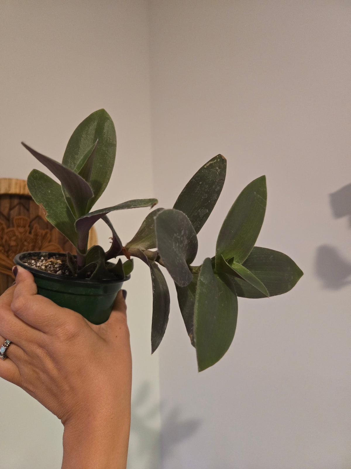 Tradescantia Purple