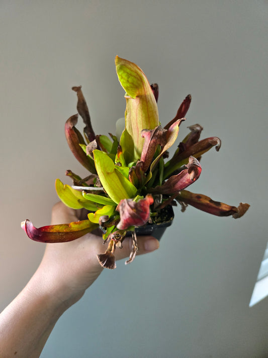 Sarracenia Maroon