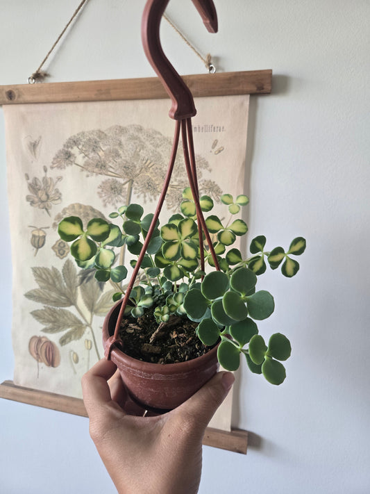 Sedum Seiboldii