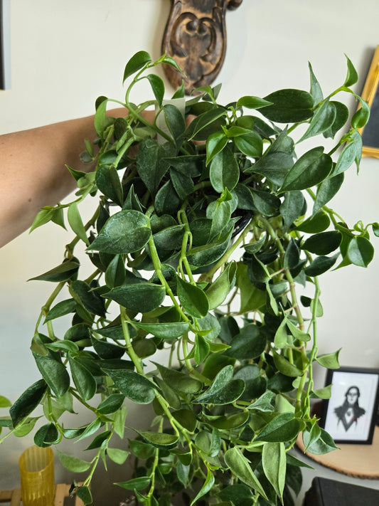 Peperomia Green