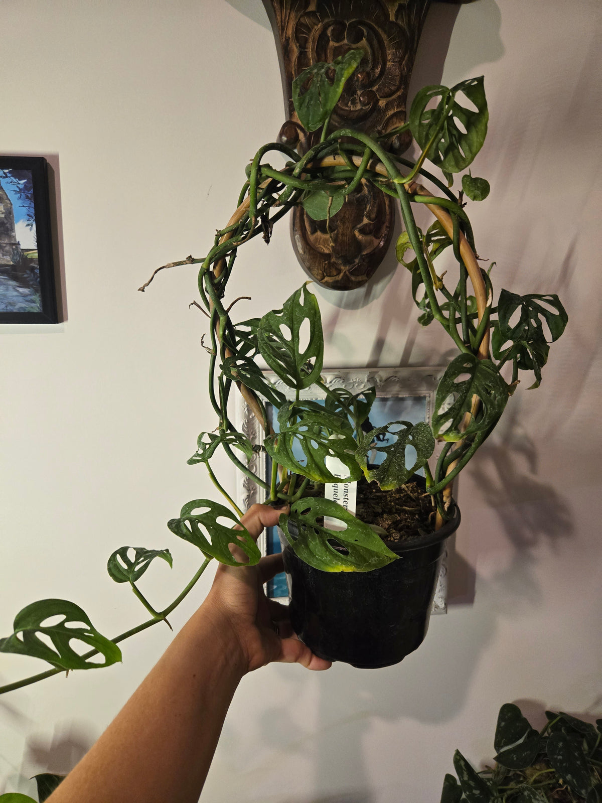 Monstera Esqueleto with Trellis