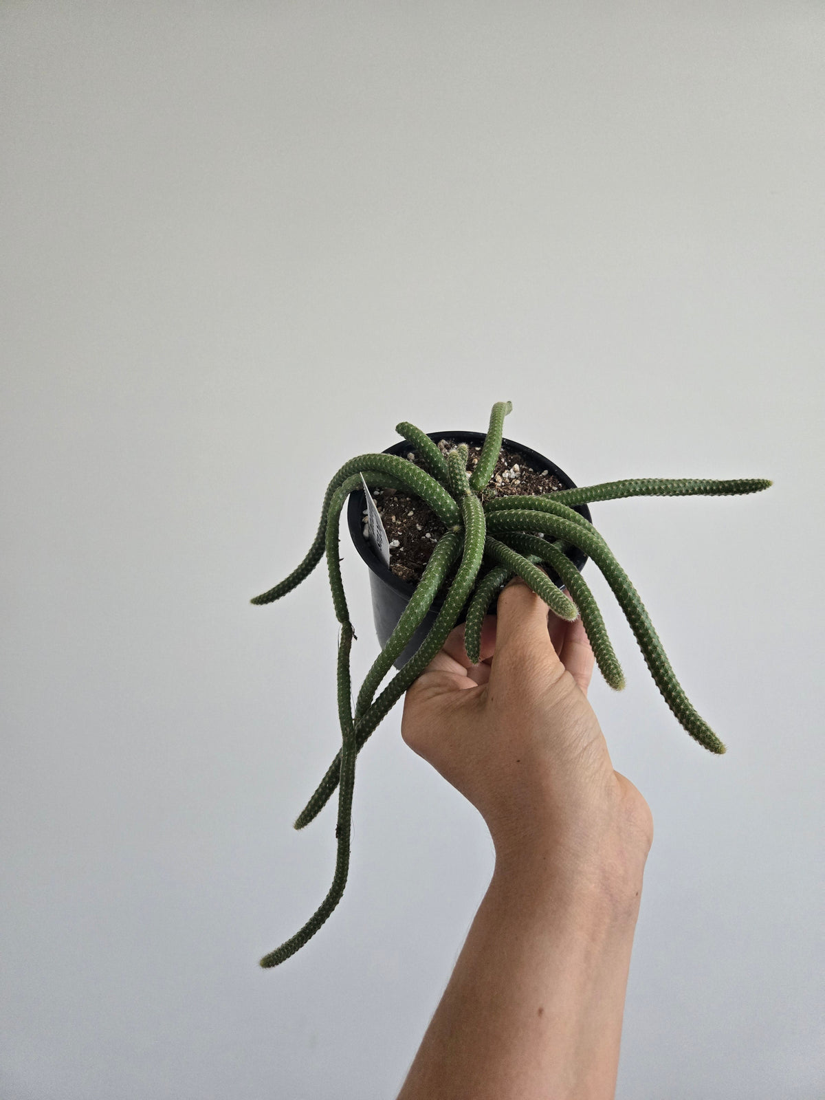 Peanut Cactus