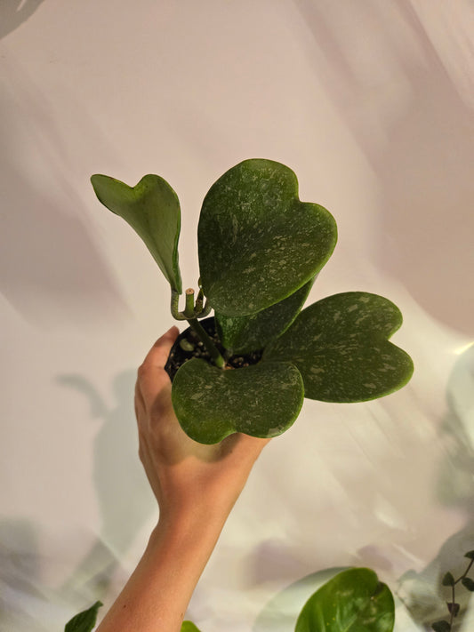 Kerri Hoya Splash Variegated