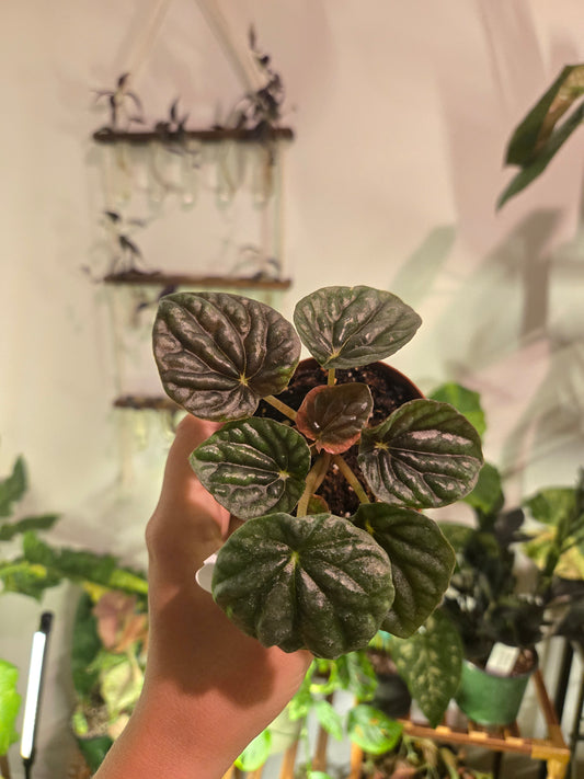 Peperomia Abrocos