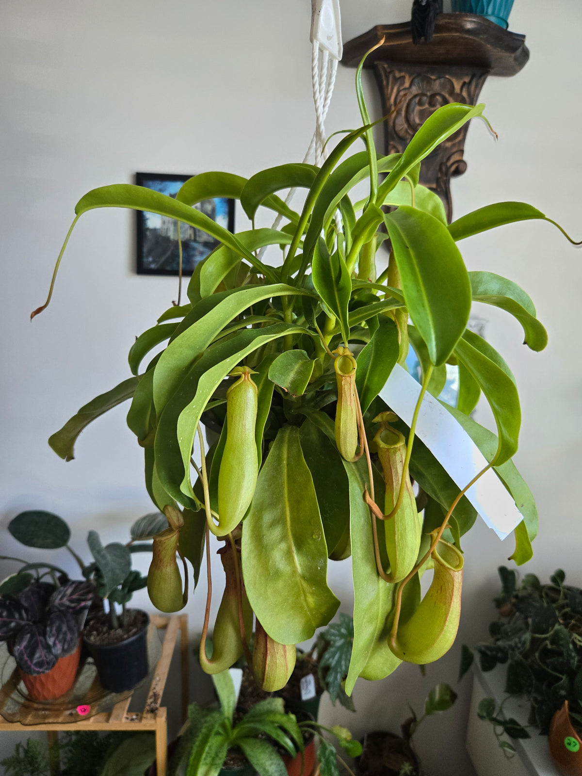 Pitcher Plant- Nepanthes