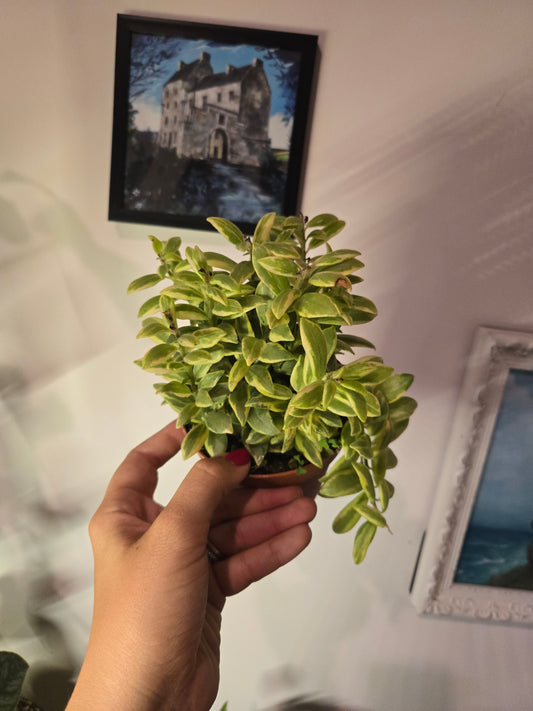 Variegated Jacob's Ladder