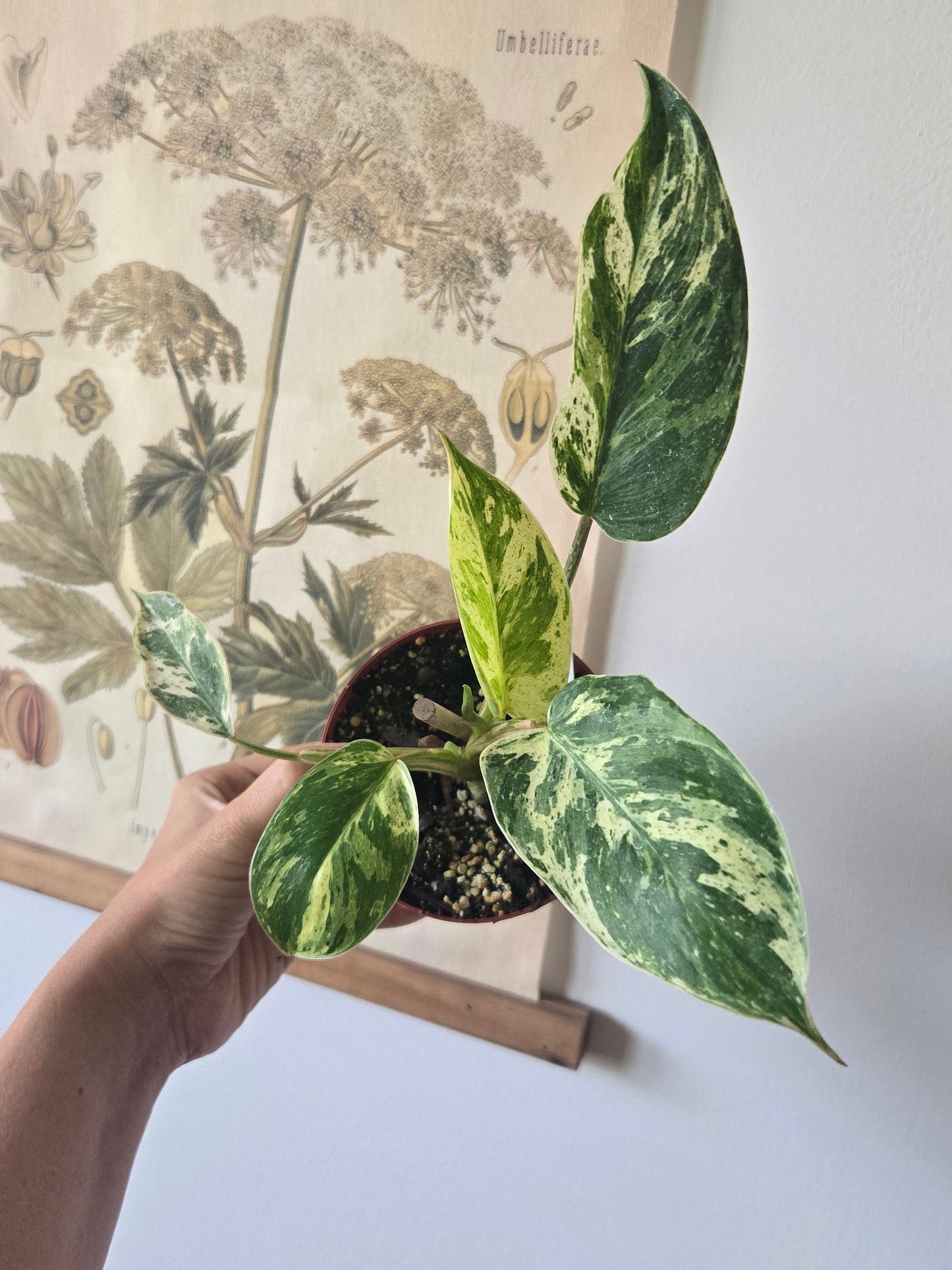 Philodendron Emerald King