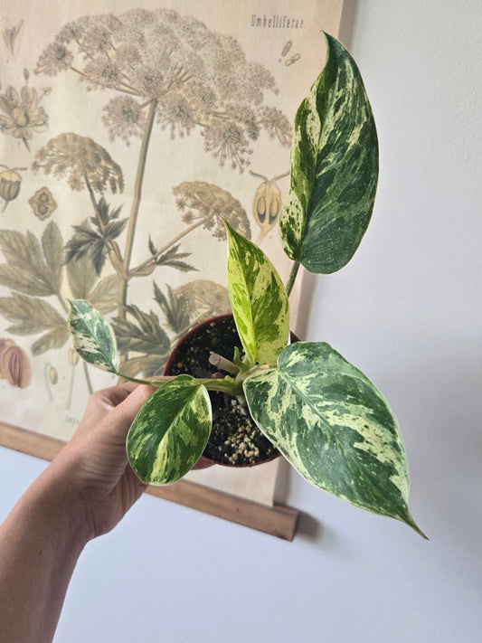 Philodendron Emerald King