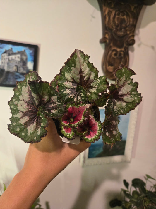 Begonia Rex