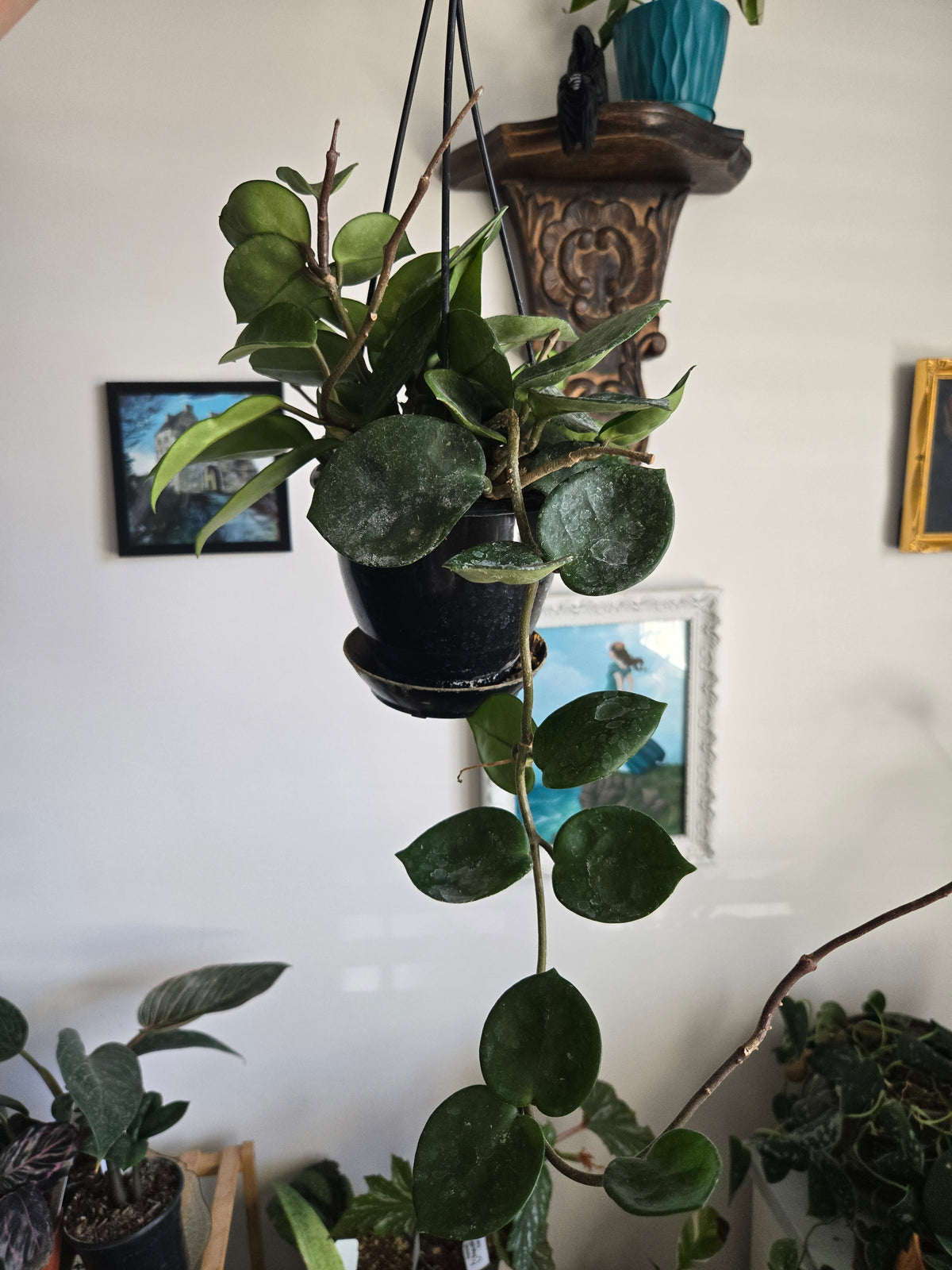 Hoya Chelsea Hanging Basket