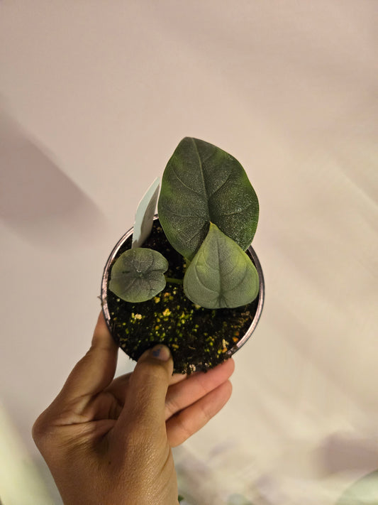 Alocasia Melo