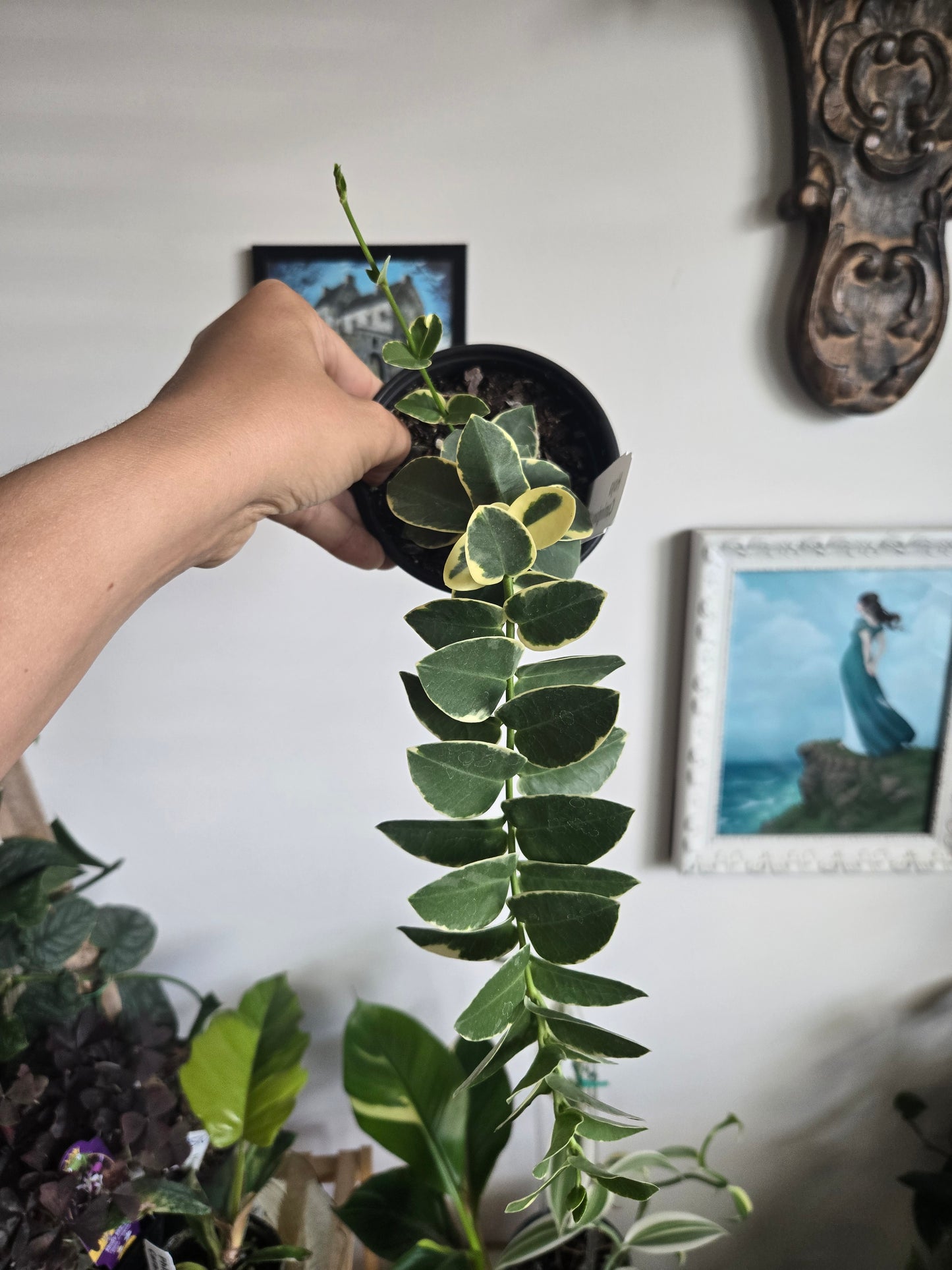 Hoya Cunningham Albo