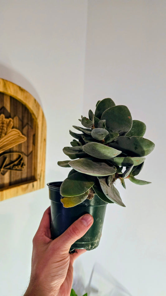 Kalanchoe Flapjack