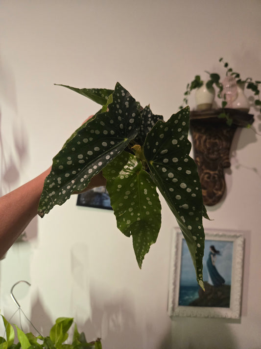 Begonia Maculata