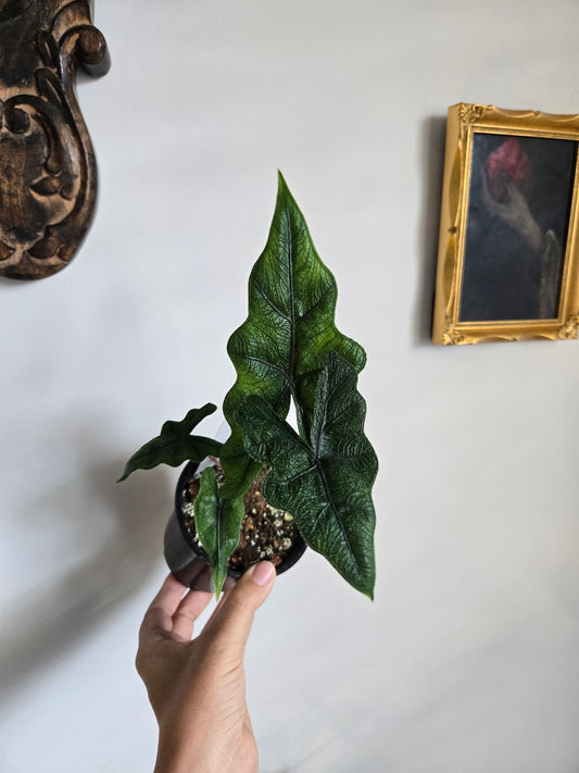 Alocasia Jacklyn