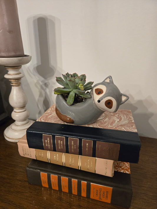Raccoon Succulent