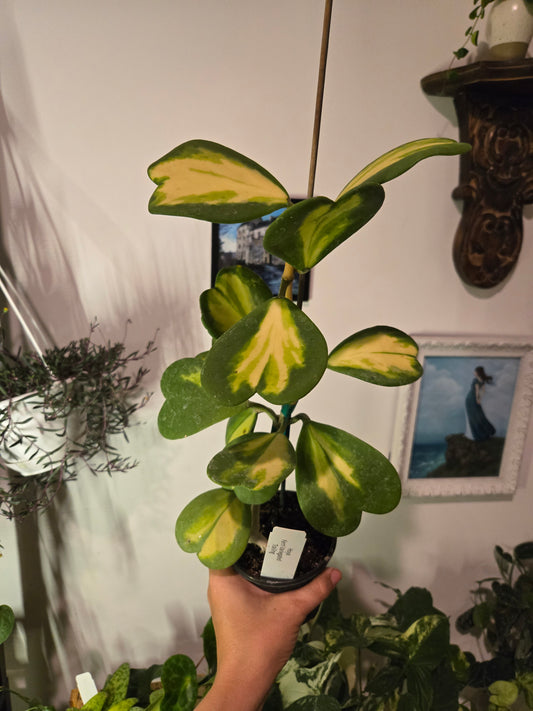 Variegated Kerri Hoya
