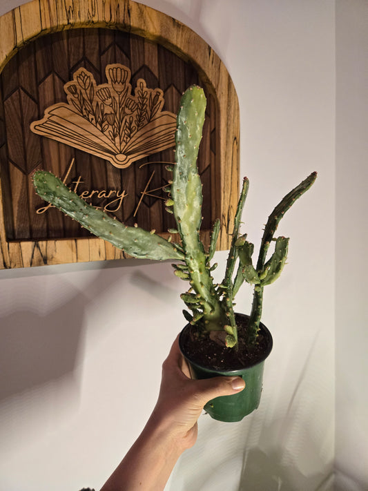 Variegated Joseph's Coat Cactus