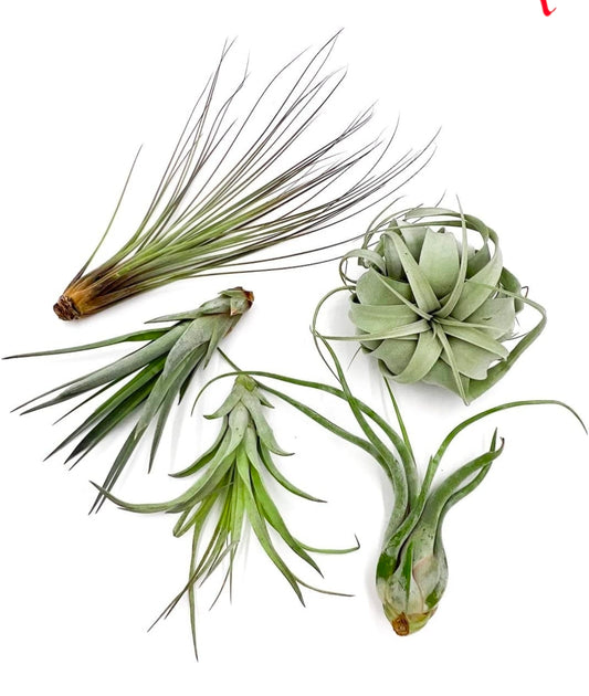 Medium Air Plants