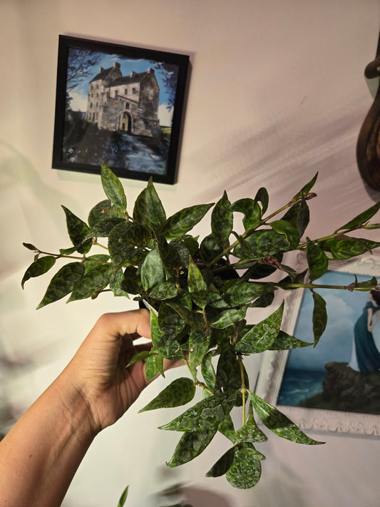 Black Pagoda Lipstick Plant