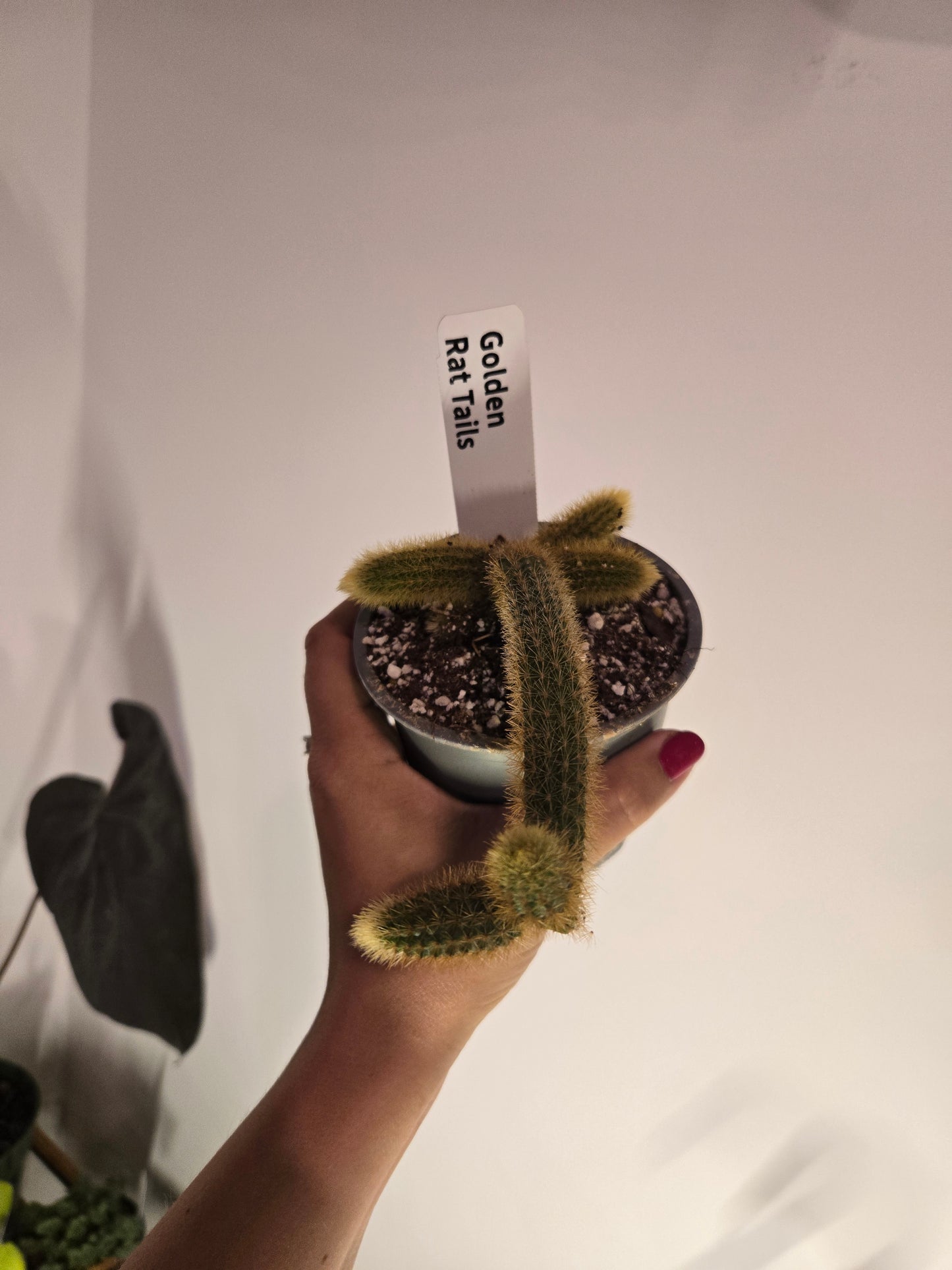 Golden Rat Tail Cactus