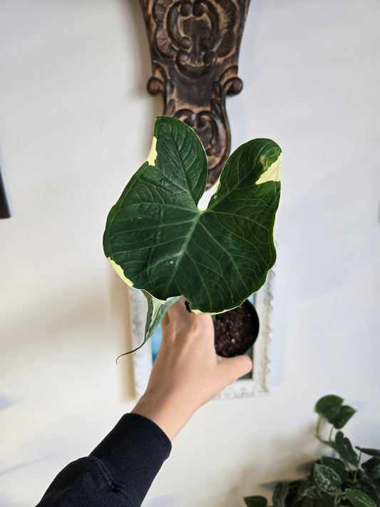 Alocasia Mickey Mouse