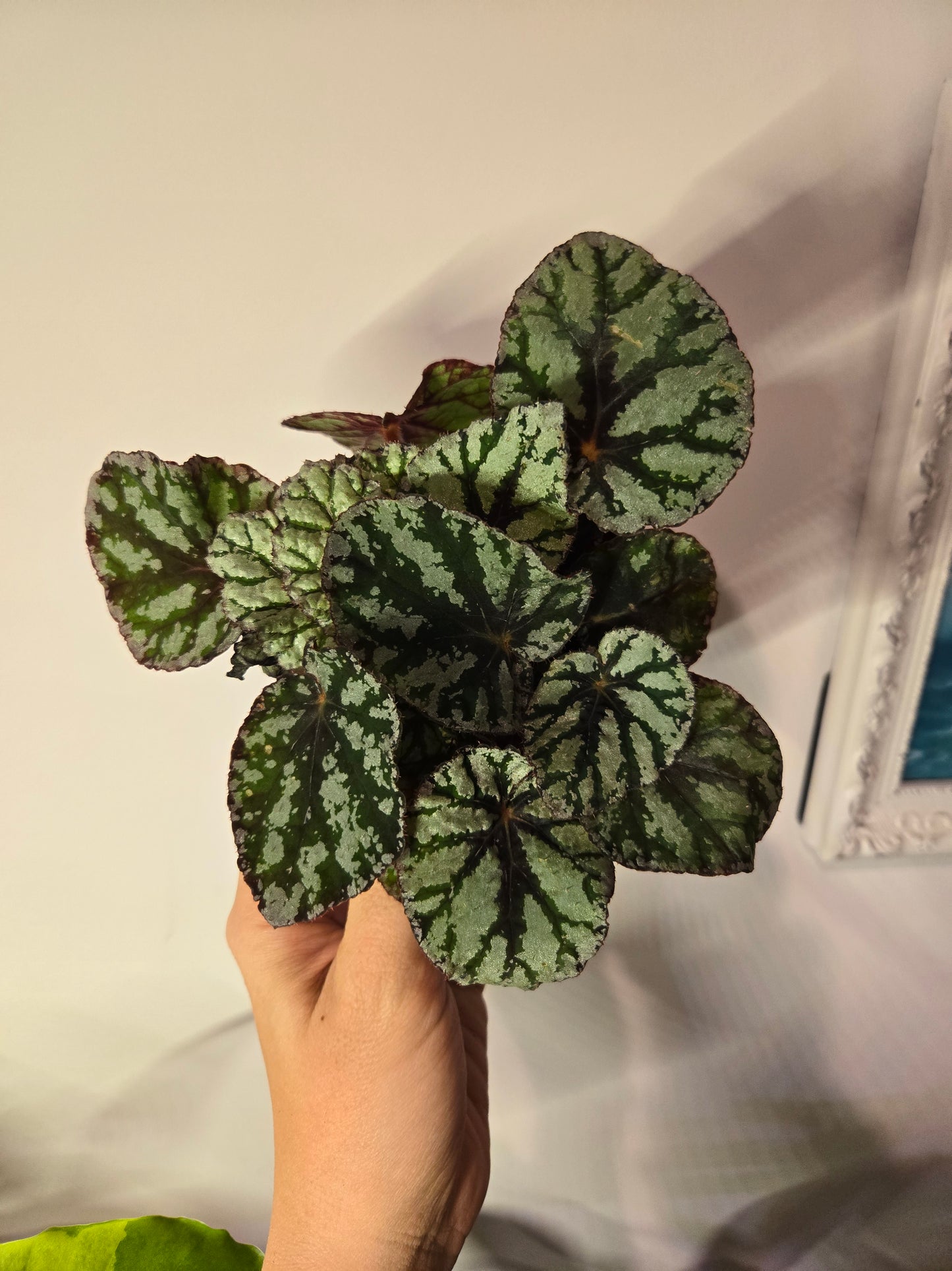 Rex Begonia