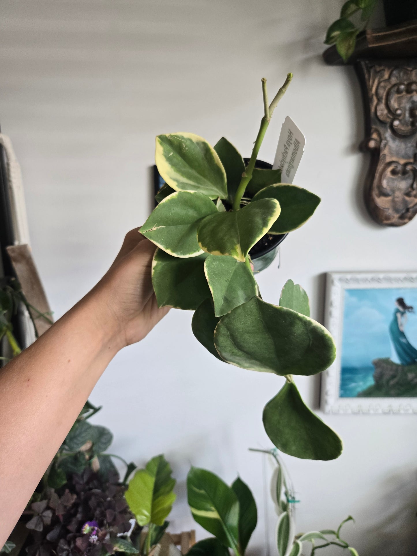 Hoya Pachyclada Albomarginata