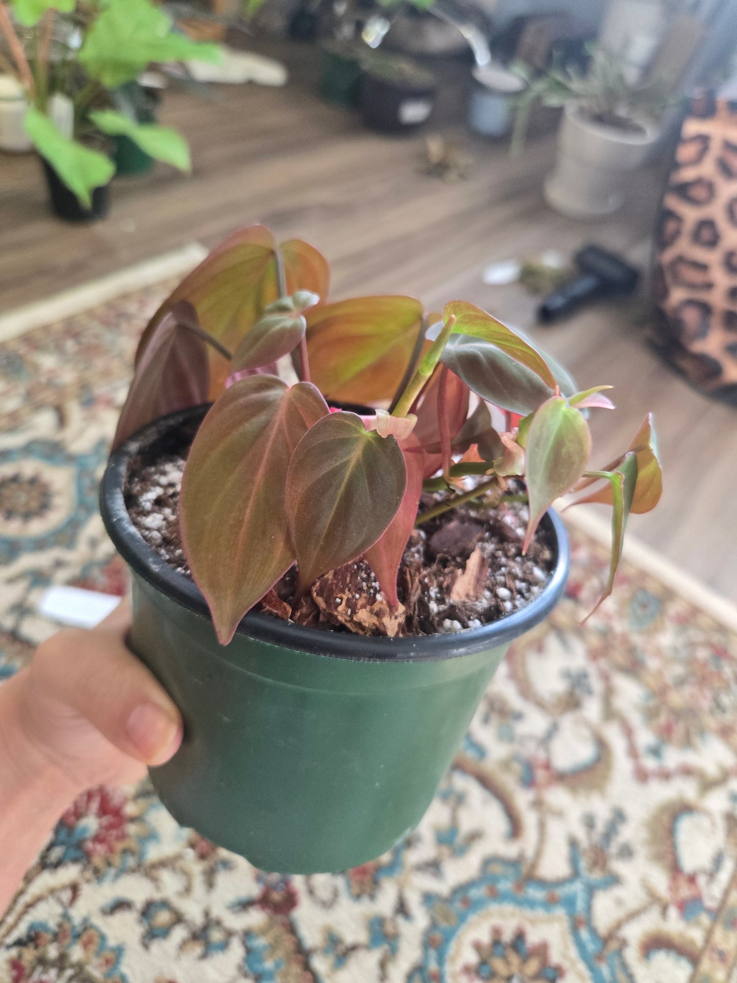 Pink Micans Philodendron